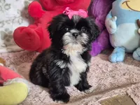 Molly, a female Shih Tzu for sale in Fort Mill, SC – 1 of 4