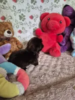 Rose , a female Shih Tzu for sale in Fort Mill, SC – 4 of 6