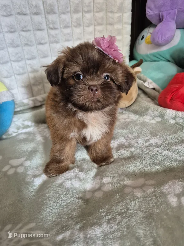 Twinkle  – Shih Tzu puppy for sale in Fort Mill, SC