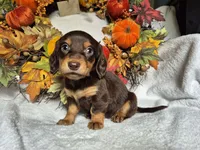 Sammy, a male Miniature Dachshund for sale in Fort Mill, SC – Photo 2 of 4