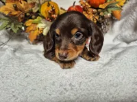 Sammy, a male Miniature Dachshund for sale in Fort Mill, SC – Photo 4 of 4