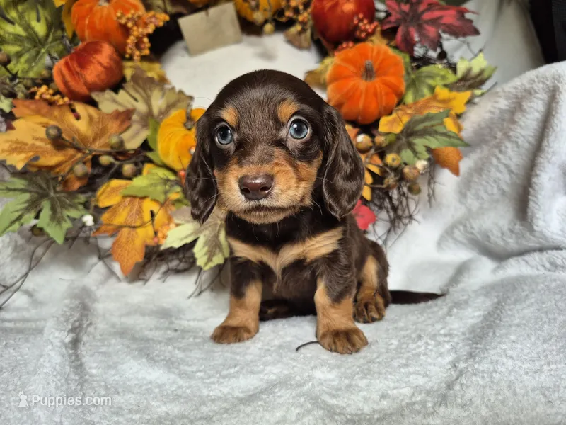 Sammy, a male Miniature Dachshund for sale in Fort Mill, SC – Photo 1 of 4
