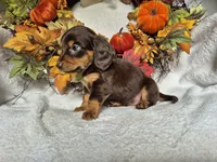 Sammy, a male Miniature Dachshund for sale in Fort Mill, SC – Photo 3 of 4