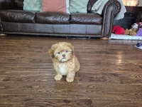 Jax, a male Shih Tzu for sale in Fort Mill, SC – 4 of 6