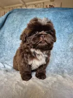 Coco, a male Shih Tzu for sale in Fort Mill, SC – Photo 1 of 5