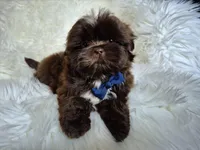Cocoa , a male Shih Tzu for sale in Fort Mill, SC – Photo 2 of 6