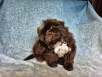 Coco, a male Shih Tzu for sale in Fort Mill, SC – Photo 3 of 5