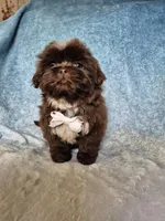 Coco, a male Shih Tzu for sale in Fort Mill, SC – Photo 2 of 5