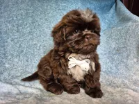 Coco, a male Shih Tzu for sale in Fort Mill, SC – Photo 4 of 5