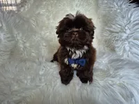 Cocoa , a male Shih Tzu for sale in Fort Mill, SC – Photo 1 of 6