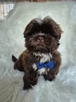 Cocoa , a male Shih Tzu for sale in Fort Mill, SC – Photo 3 of 6