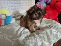Twinkle , a female Shih Tzu for sale in Fort Mill, SC – 4 of 4