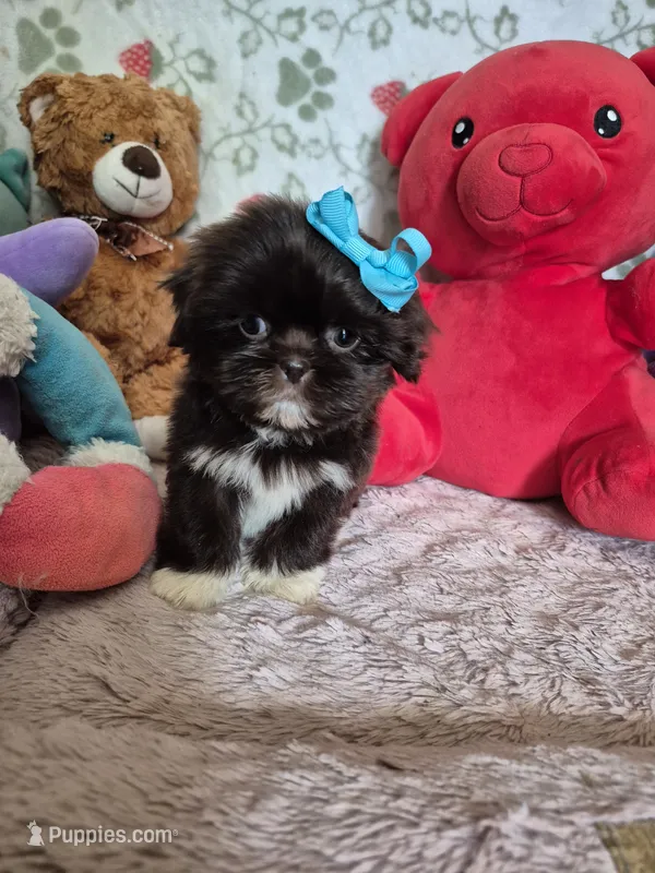 Rose  – Shih Tzu puppy for sale in Fort Mill, SC