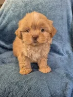 Male 3, a male Shih Tzu for sale in Fort Mill, SC – 4 of 5