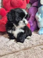 Jade, a female Shih Tzu for sale in Fort Mill, SC – 5 of 5