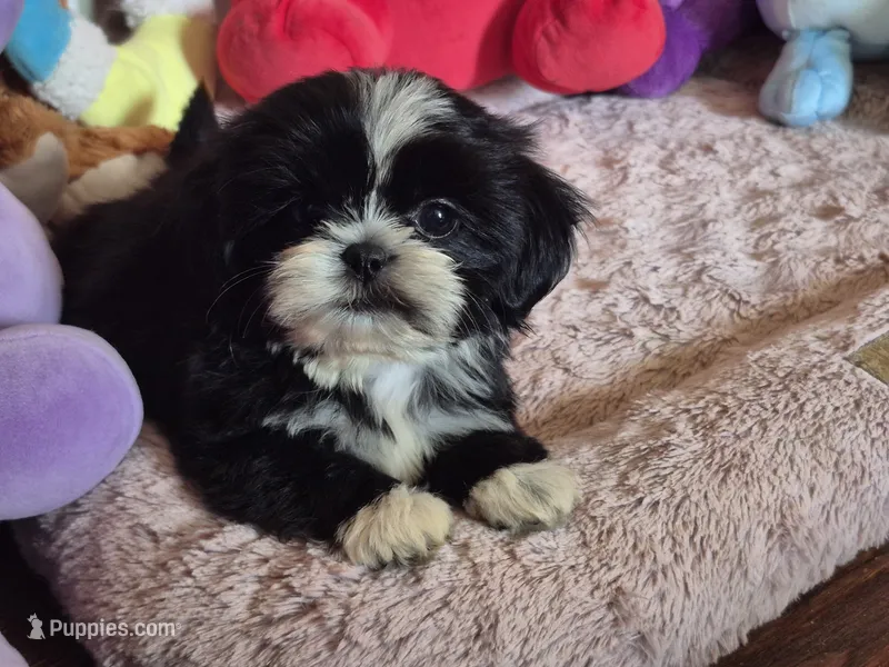 Jade – Shih Tzu puppy for sale in Fort Mill, SC