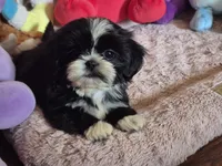 Jade, a female Shih Tzu for sale in Fort Mill, SC – 1 of 5