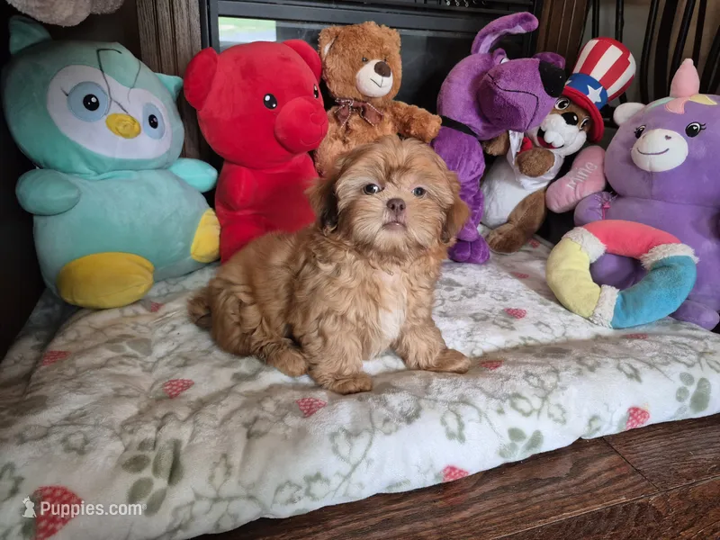 Jax – Shih Tzu puppy for sale in Fort Mill, SC