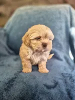 Boy 1 , a male Shih Tzu for sale in Fort Mill, SC – 4 of 5