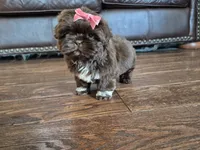 Precious , a female Shih Tzu for sale in Fort Mill, SC – Photo 5 of 5