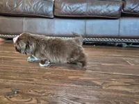 Precious , a female Shih Tzu for sale in Fort Mill, SC – Photo 2 of 5