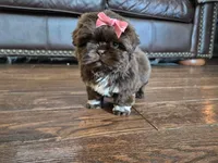 Precious , a female Shih Tzu for sale in Fort Mill, SC – Photo 4 of 5