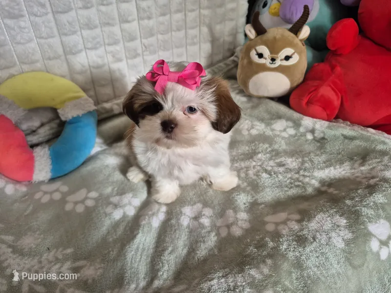 Claire  – Shih Tzu puppy for sale in Fort Mill, SC
