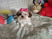 Claire , a female Shih Tzu for sale in Fort Mill, SC – 1 of 6