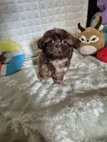 Davo, a male Shih Tzu for sale in Fort Mill, SC – 2 of 5