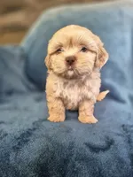 Boy 1 , a male Shih Tzu for sale in Fort Mill, SC – 5 of 5