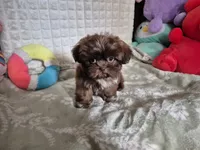 Davo, a male Shih Tzu for sale in Fort Mill, SC – 5 of 5