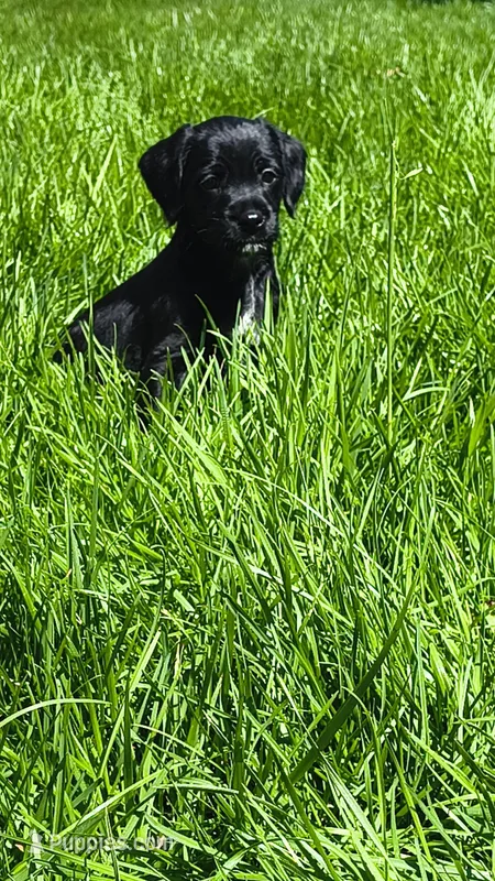 Rico suave – Rat Terrier, Poodle - Miniature  puppy for sale in Woodbury Heights, NJ