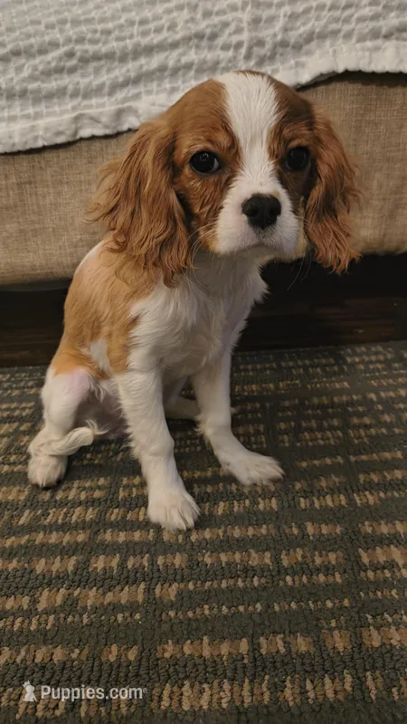 Willow  – Cavalier King Charles Spaniel puppy for sale in Woodbury Heights, NJ