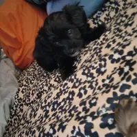 Mini, a female Poodle - Miniature  for sale in Woodbury Heights, NJ – Photo 6 of 8