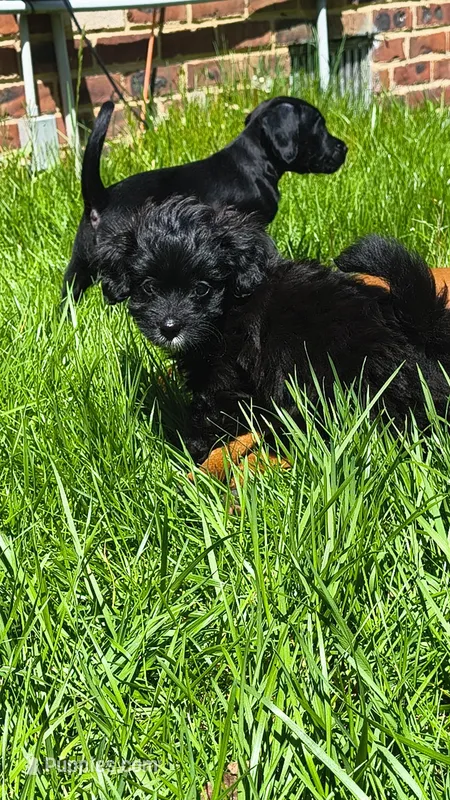 Mini – Poodle - Miniature  puppy for sale in Woodbury Heights, NJ