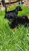 Mini, a female Bichon Frise and Poodle - Miniature  for sale in Woodbury Heights, NJ – Photo 1 of 9
