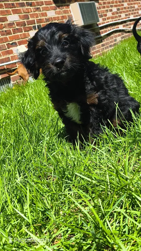 Duke – Rat Terrier, Poodle - Miniature  puppy for sale in Woodbury Heights, NJ