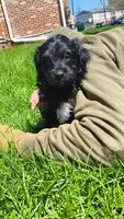 Duke, a male Rat Terrier and Poodle - Miniature  for sale in Woodbury Heights, NJ – Photo 2 of 10