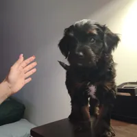 Duke, a male Rat Terrier and Poodle - Miniature  for sale in Woodbury Heights, NJ – Photo 3 of 7