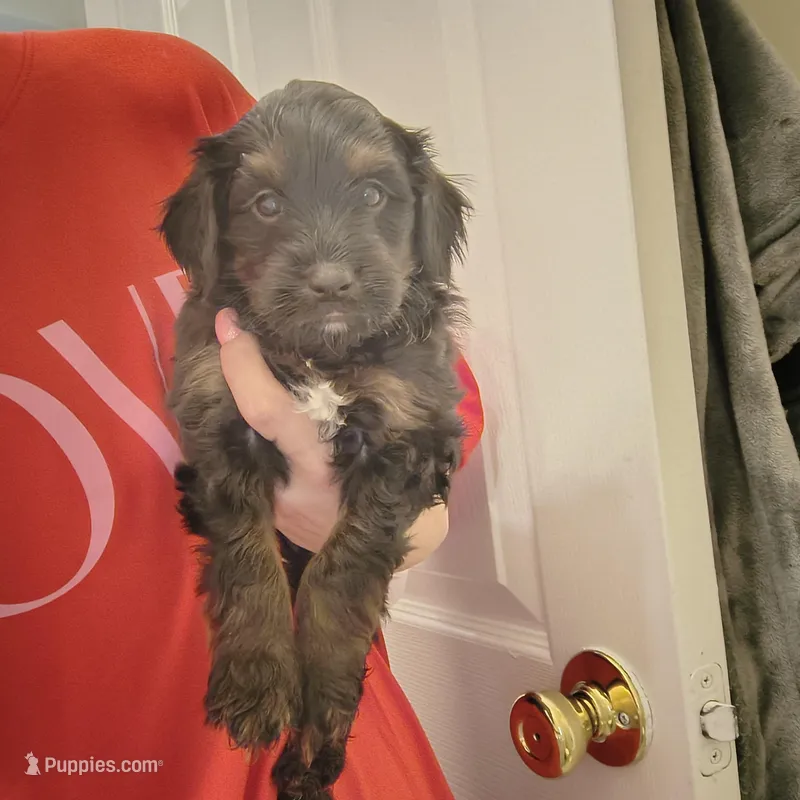 Duke – Rat Terrier, Poodle - Miniature  puppy for sale in Woodbury Heights, NJ