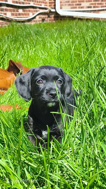 Talia – Rat Terrier, Poodle - Miniature  puppy for sale in Woodbury Heights, NJ