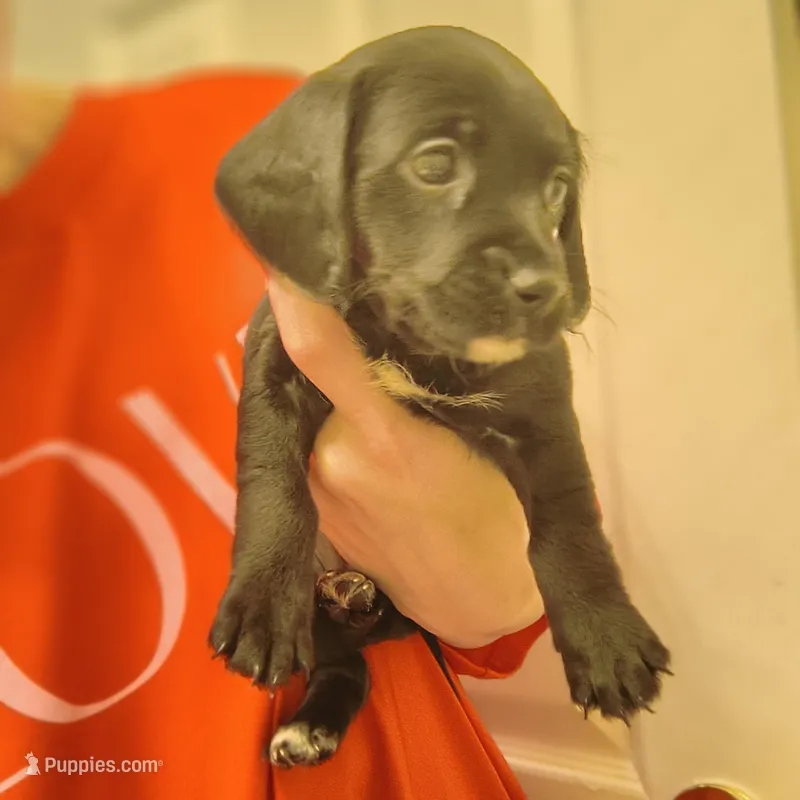 Talia, a female Rat Terrier and Poodle - Miniature  for sale in Woodbury Heights, NJ – Photo 1 of 6