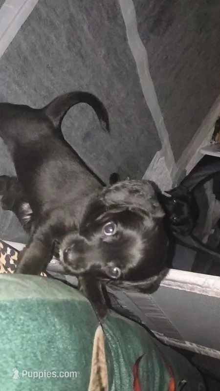 Talia – Rat Terrier, Poodle - Miniature  puppy for sale in Woodbury Heights, NJ