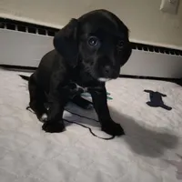 Talia, a female Rat Terrier and Poodle - Miniature  for sale in Woodbury Heights, NJ – Photo 3 of 6