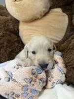 Cream boy, a male Golden Retriever and English Cream Golden Retriever for sale in Lakeville, MN – Photo 5 of 10