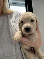 Cream boy, a male Golden Retriever and English Cream Golden Retriever for sale in Lakeville, MN – Photo 2 of 10