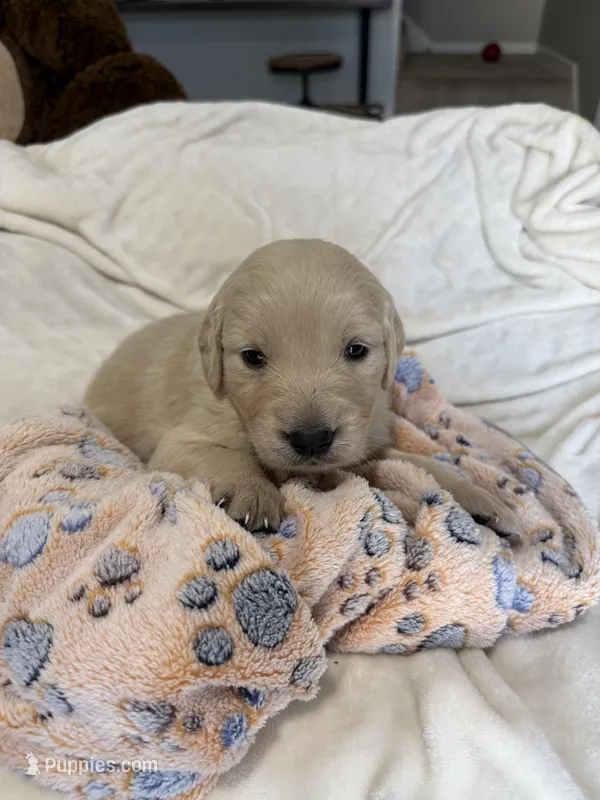 Cream boy – Golden Retriever, English Cream Golden Retriever puppy for sale in Lakeville, MN