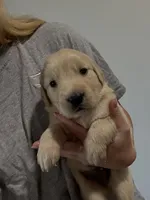 Cream boy, a male Golden Retriever and English Cream Golden Retriever for sale in Lakeville, MN – Photo 3 of 10