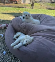 Cream boy, a male Golden Retriever and English Cream Golden Retriever for sale in Lakeville, MN – Photo 8 of 10