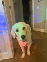 Cream boy, a male Golden Retriever and English Cream Golden Retriever for sale in Lakeville, MN – Photo 7 of 10